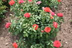 Feurio rose photo
