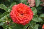 Feurio rose photo