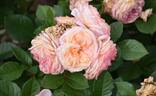 Amaretto rose photo