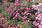 Lipstick rose photo