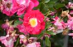 Lipstick rose photo