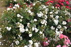 Diamond Border ™ rose photo