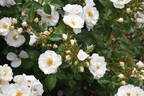 Diamond Border ™ rose photo