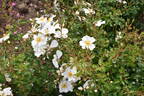 Cute Haze rose photo