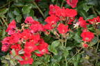 Sommerabend ® rose photo