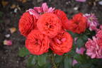Cherry Girl rose photo