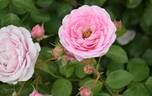 Crescendo rose photo