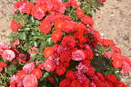 Canzonetta rose photo