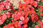 Canzonetta rose photo