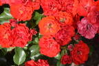 Canzonetta rose photo