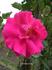 Captain Kidd rose photo