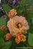 Alexandra Kordana rose photo