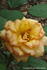 Alexandra Kordana rose photo
