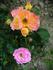 Bernadette Chirac ® rose photo