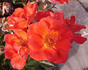 Anna Ford ® rose photo