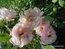 Aebleblomst rose photo