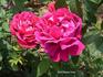 Alsterufer rose photo