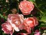 Marytje Cazant rose photo