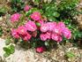 Carefree Marvel ™ rose photo