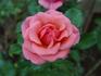 Bill Slim rose photo