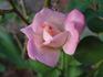 Thriller rose photo