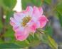 Fuchsia Meidiland ™ rose photo