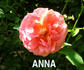 Balsgårds Anna rose photo