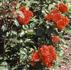 City of Belfast ® rose photo
