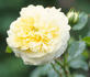 Coupe d'Or rose photo