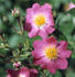 Cramoisi Simple rose photo