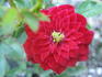 Cherry Hi ™ rose photo