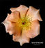 Jacob van Ruysdael rose photo