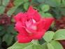 Disco rose photo