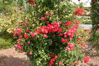 Rotfassade ® rose photo