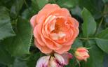 Bonita Renaissance rose photo
