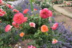 Albrecht Dürer rose photo