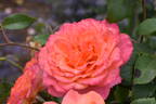 Albrecht Dürer rose photo