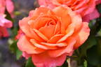 Albrecht Dürer rose photo