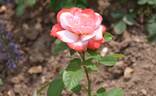Arioso rose photo