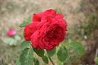 Alec's Red® rose photo
