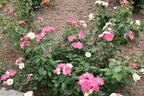 Citron-Fraise rose photo