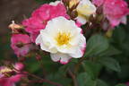 Citron-Fraise rose photo