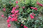 A. Mackenzie rose photo