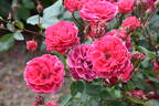 A. Mackenzie rose photo
