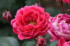 A. Mackenzie rose photo