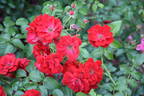 Austriana ® rose photo