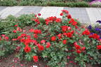 Montana rose photo