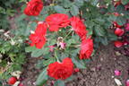 Montana rose photo