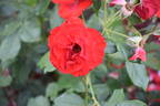 Montana rose photo