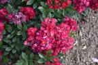 Baldwin rose photo